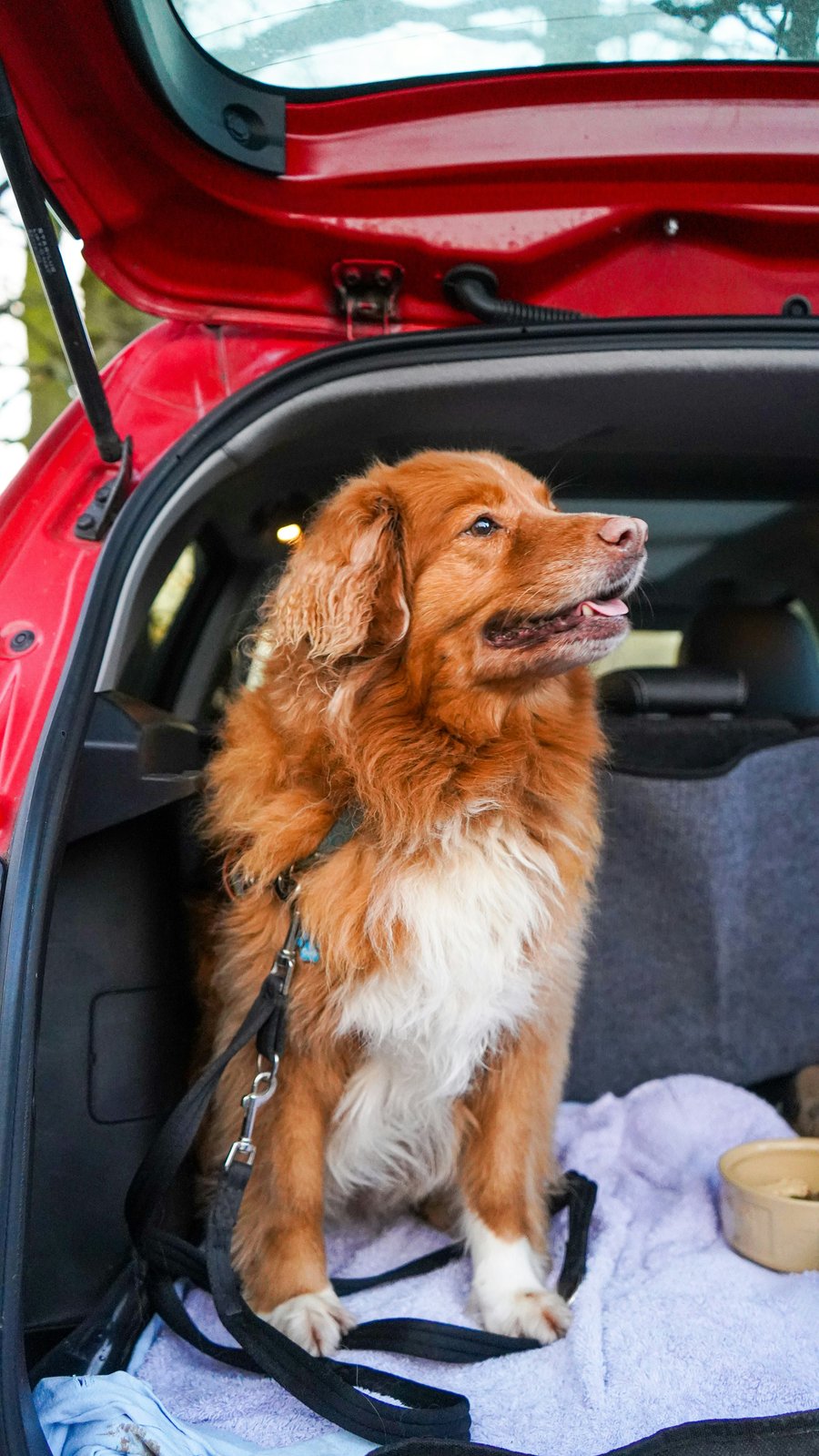 Ein Hund sitzt im Kofferraum eines Autos 