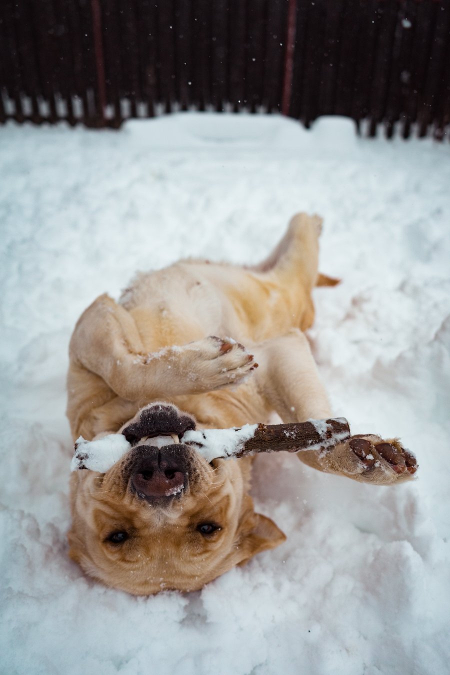 Hund der mit einem Stock im Maul sich im Schnee wälzt